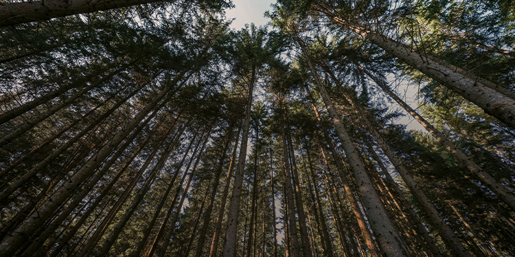 forest trees, clean air and reduced pollution 